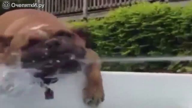 Собака и струя воды из шланга смотреть онлайн