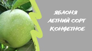 Яблоня Конфетное??. Летний сорт. Стоит ли сажать?