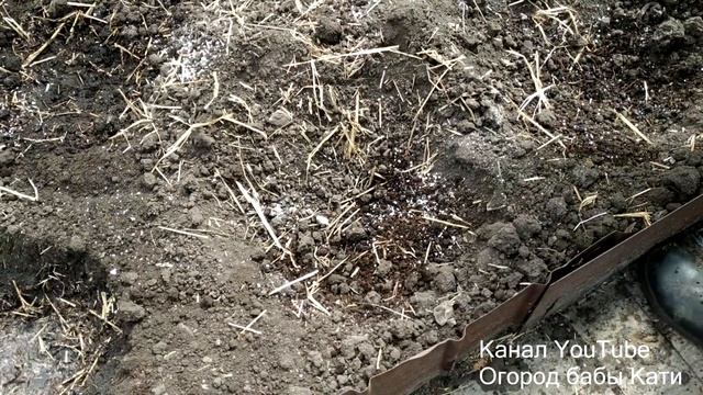 Что добавить в лунку при высадке томатов в теплицу чтобы получить хороший урожай помидор