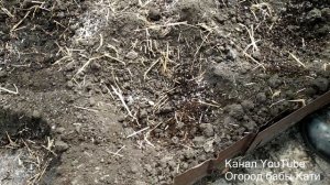 Что добавить в лунку при высадке томатов в теплицу чтобы получить хороший урожай помидор