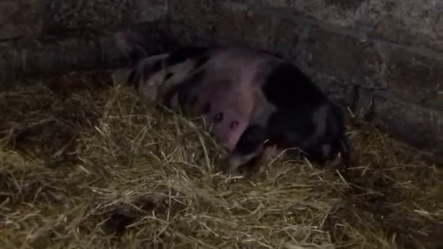 Опорос свиней..... смотреть онлайн