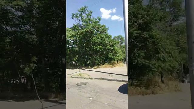 Собак много не бывает! Выставка. День второй. смотреть онлайн