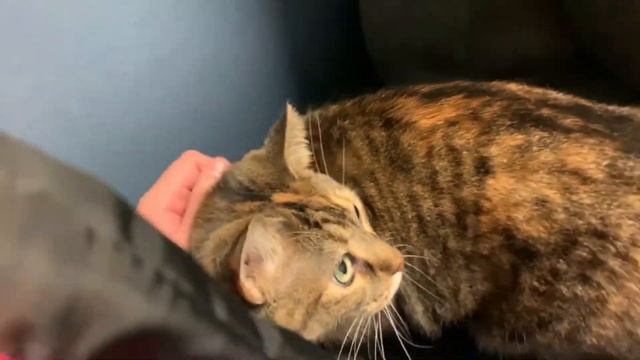 АМЕРИКАНСКИЙ ВЛОГ #10 ll ВЕТЕРИНАРНАЯ КЛИНИКА смотреть онлайн