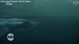 Майкл Фелпс против белой акулы!? Заплыв.Кто кого?