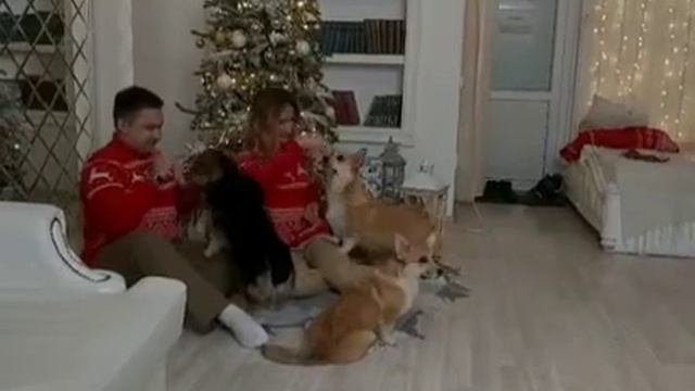 Одна из фотосессий с питомцами "Арабель Де Гранд" смотреть онлайн