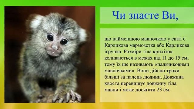 Самые маленькие обезьяны