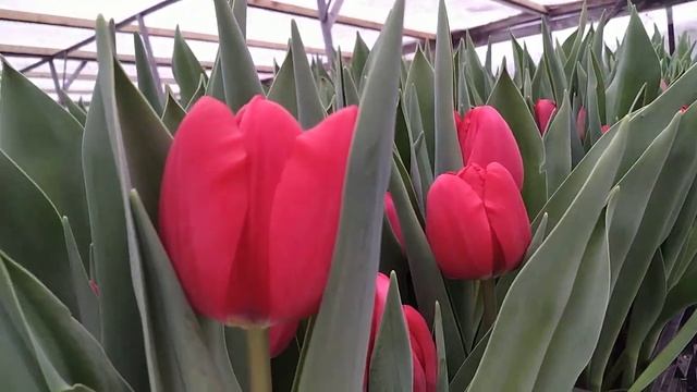 Выгонка тюльпанов 17 февраля 2019г. смотреть онлайн