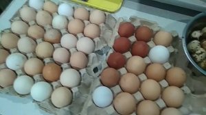 Цыплята из столовых яиц... Реально или нет???