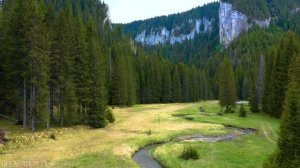 Forest 4K • Nature Relaxation Film • Peaceful Relaxing Music • 4k Video UltraHD