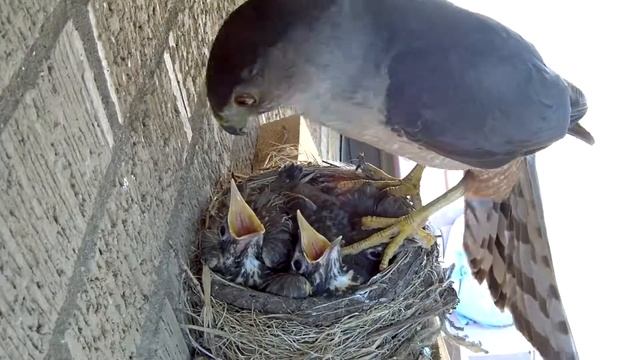 Сапсан самая быстрая птица не земле смотреть онлайн