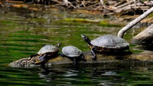 Подводный мир океана, кораллы и моллюски.