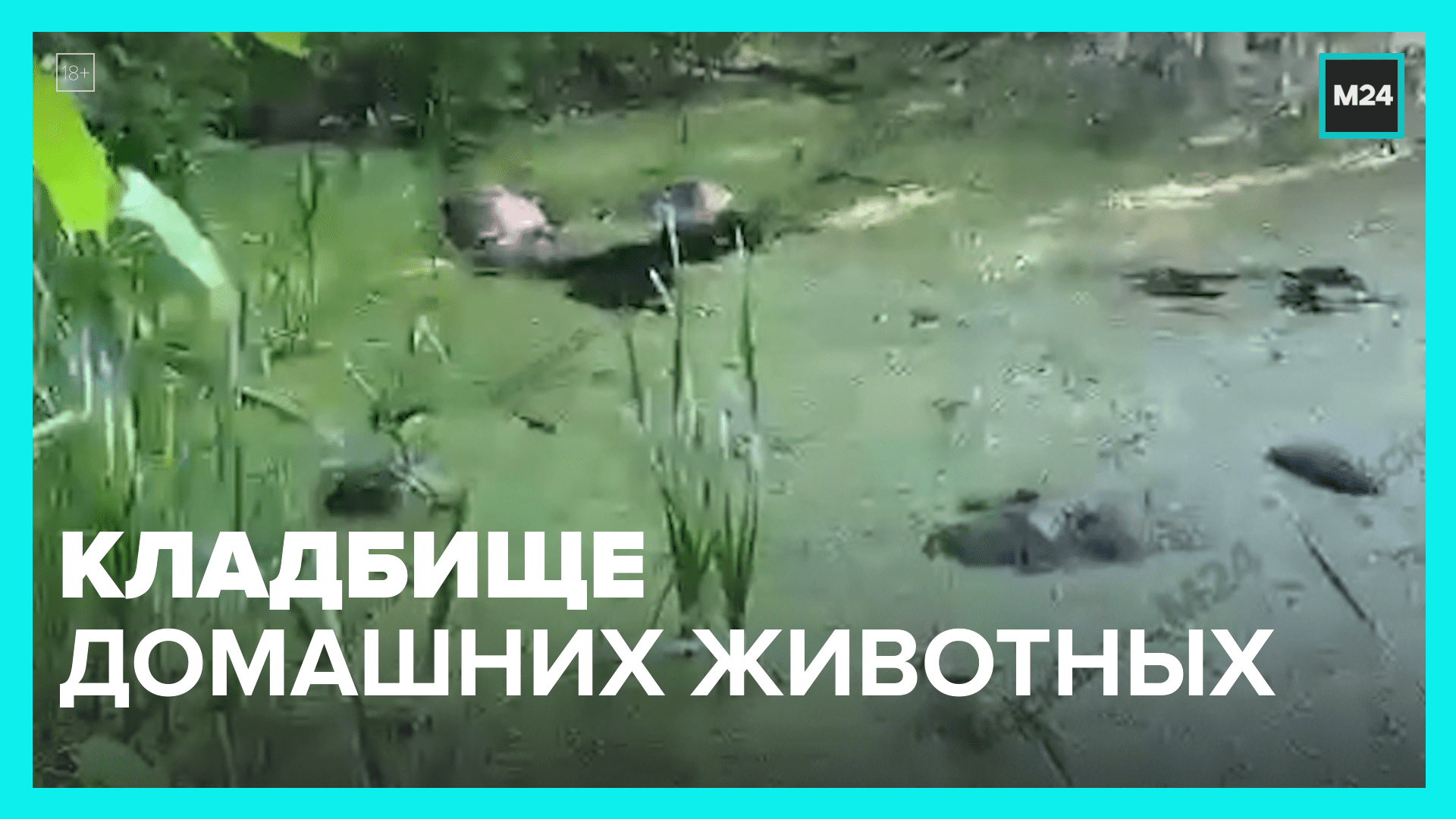Кладбище домашних животных – Москва 24