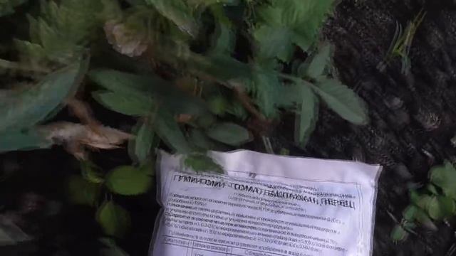 Подкормка томатов. Три важных совета от опытного огородника!