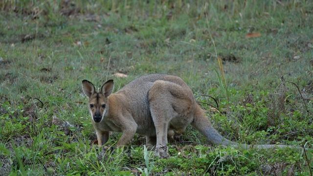 Pretty-Face Wallaby (Macropus parryi), Male, Grazing смотреть онлайн