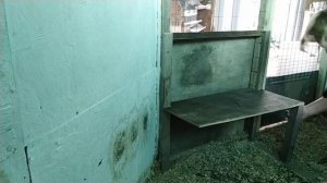 Гнездо для кур несушек//Как брать яйца не заходя в курятник?