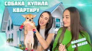 Чихуа-хуа заработала на квартиру в центре города ?
