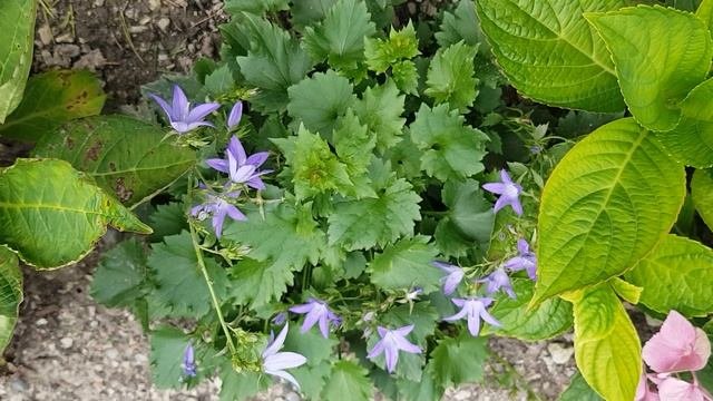Campanula Poscharskyana 'Blue Waterfall'