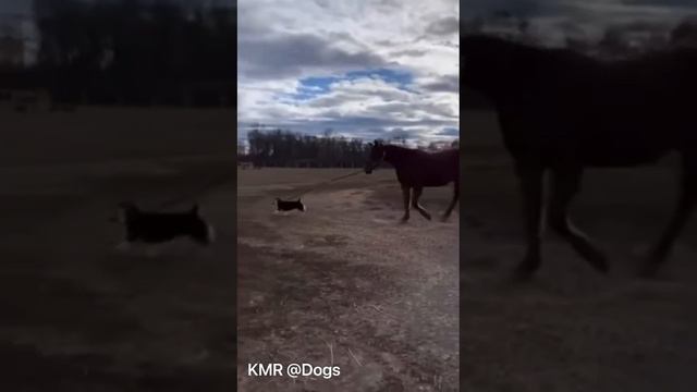 Настоящий казак😂 ( видео про собак и лошадей )