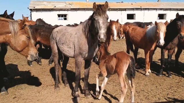 Жизнь в деревне/сходили на базу! Лошади/ животноводство смотреть онлайн