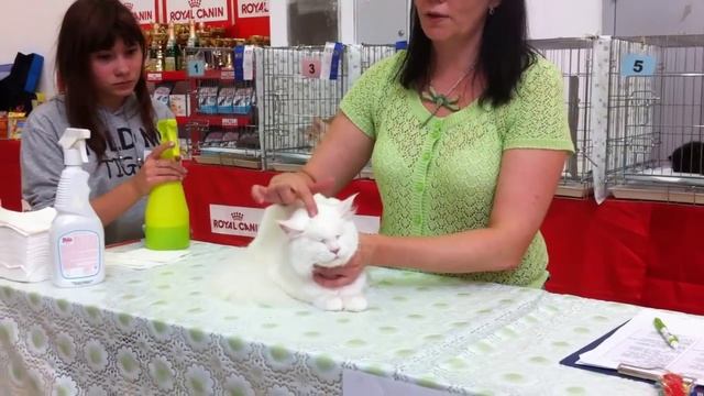 Джозефина мейн-кун 7 месяцев - описания экспертов на выставке ICU / питомник ЛИРИКУМ смотреть онлайн