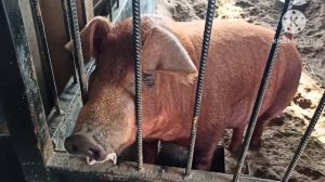 поросята Дюрок. Откорм.