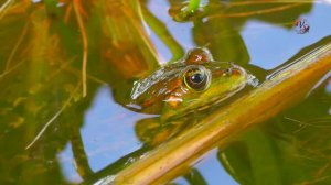 Весна. КАРАСЬ. Поклевка КАРАСЯ. Ловля на озере на поправочную удочку. Fishing. Рыбалка, ПОПЛАВОК