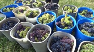 Vendemmia 2020/Сбор Винограда в Италии-Тоскана