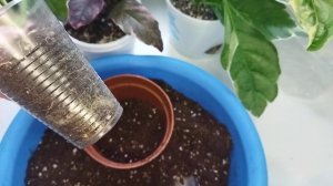 Комнатные цветы в декабре/ Декоративно лиственные/