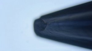 Игла от шприца и швейная игла под микроскопом Celestron
