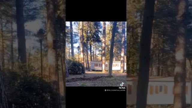 Creepy Trees Caught Moving