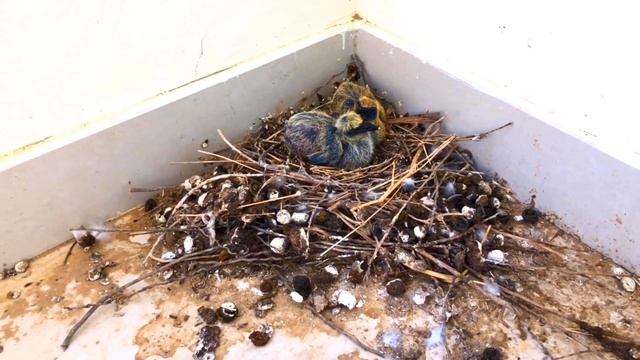 Гнездо с ПТЕНЦАМИ и гнездо с ЯЙЦАМИ на балконе Неожиданный СЮРПРИЗ смотреть онлайн