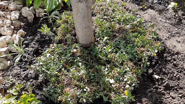 КАКИЕ ЦВЕТЫ ЛУЧШЕ ПОСАДИТЬ В ПРИСТВОЛЬНОМ КРУГУ ДЕРЕВЬЕВ. смотреть онлайн