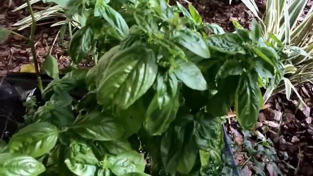 Tour of my patio & city pickers garden setup смотреть онлайн