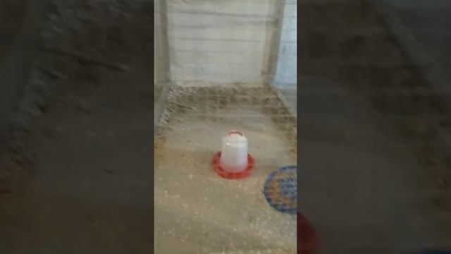 VID 15 Вентиляция в птичнике инкубация куриных яиц.