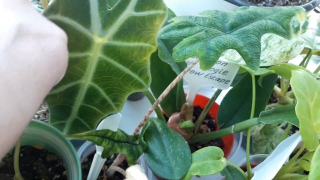 КОМНАТНЫЕ РАСТЕНИЯ(ЦВЕТЫ).ЧТО НОВОГО НА БАЛКОНЕ. смотреть онлайн