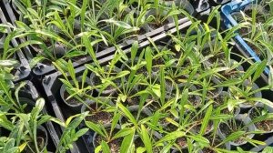 Газания Гацания как вырастить африканскую ромашку. После подлива селитрой.