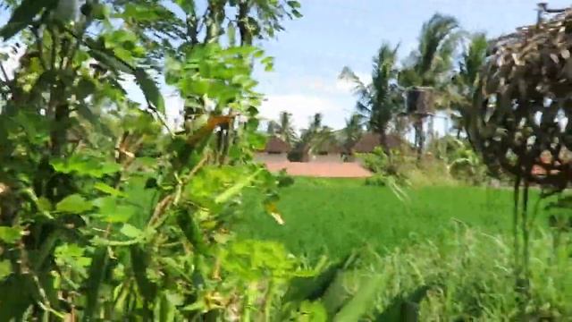 Плоды какао и ваниль, как они растут. смотреть онлайн