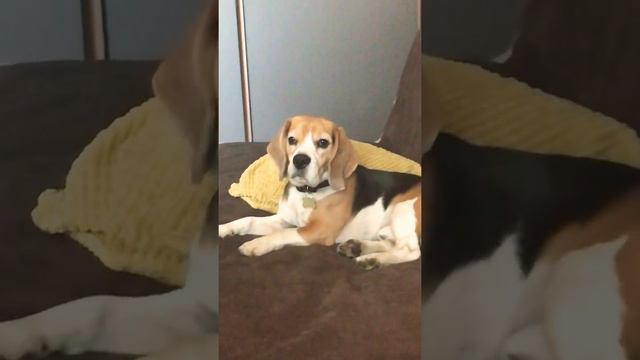 Бигль (Beagle) Мистер Митч всегда готов к охоте!