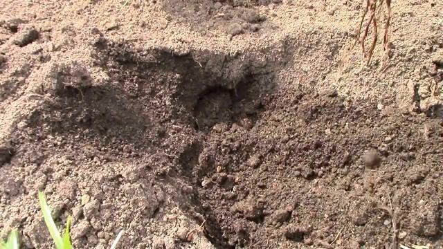 посадка роз парковая и чайно гибридная смотреть онлайн