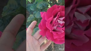 Чайно гибридная роза Пестрая фантазия.