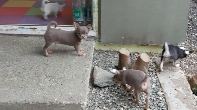 28 января 2023 год гуляют ясли чихуахуа Кастропуло смотреть онлайн