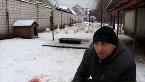 Линдовские гуси//Ошибки в гусеводстве