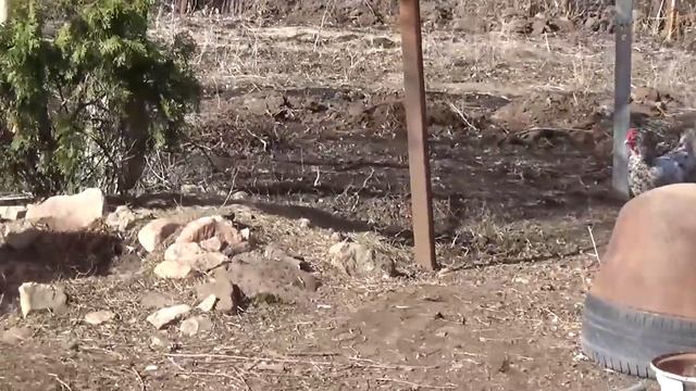 VLOG. Карантин: день второй. Рождение малышей. В огороде. Обстановка. Покупки прошлого дня. смотреть онлайн