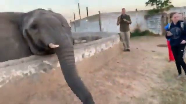 Слон бьет девушку по лицу смотреть онлайн