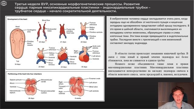 Гистология | ВНУТРИУТРОБНОЕ РАЗВИТИЕ. Неделя 3 смотреть онлайн