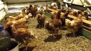 Куры #12. Новые постояльцы. Ночная покупка кур.