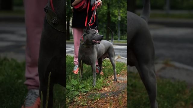 Тайский риджбек - национальное достояние Таиланда. Фотосессия для хозяйки с собачкой