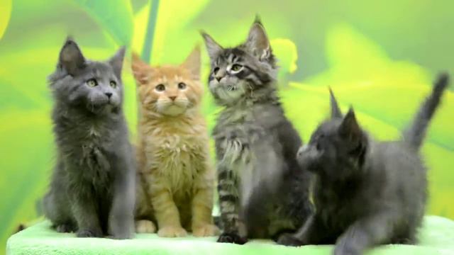 GranPatron питомник кошек Мейн кун. Помет "N" смотреть онлайн