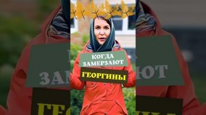 При какой температуре замерзают георгины осенью