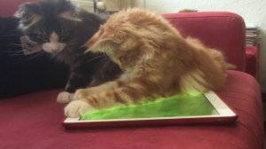 современные коты с младых когтей с iPadом на "ты"